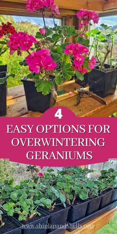 four different types of geraniums in pots with text overlay that reads 4 easy options for overwinting geraniums