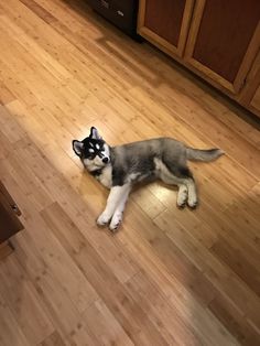 a husky dog laying on the floor in a kitchen with wooden cabinets and hardwood floors