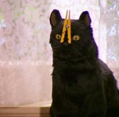 a black cat sitting on top of a wooden floor next to a window sill