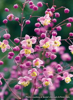 small pink flowers with yellow centers in the middle