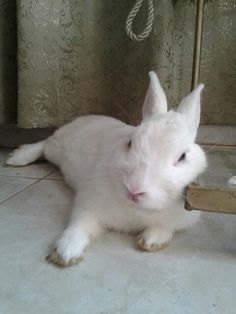 a white cat sitting on the floor next to a mirror