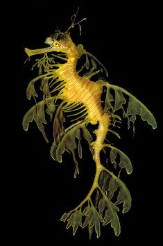 an image of a sea horse skeleton on a black background