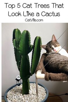 a cat laying on top of a cactus next to a potted plant with text overlay that reads top 5 cat trees that look like a cactus