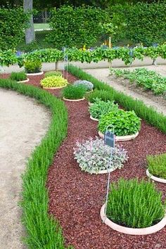 a garden filled with lots of different types of plants