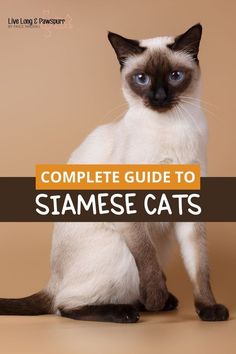 a siamese cat with the words complete guide to siamese cats written below it