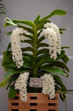 a plant with white flowers in a wooden crate