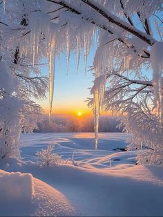 the sun is setting behind icicles hanging from trees in the snow covered field,