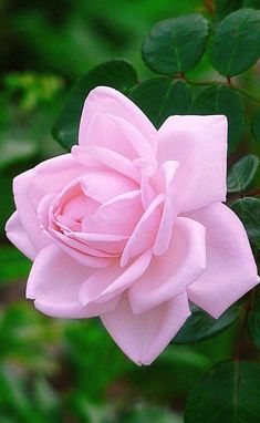 a pink rose with green leaves in the background