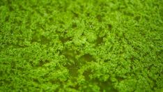 the top view of some green plants with lots of water droplets on it's surface