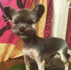 a small dog standing on top of a green rug