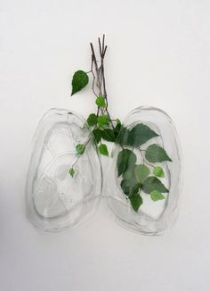 two glass vases with plants in them on a white wall next to a clock