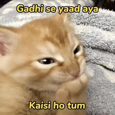 an orange kitten sitting on top of a pile of towels with the caption gadi se yaad aye kasi ho tum