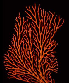 an orange coral on a black background