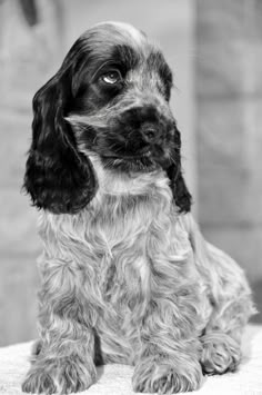 a black and white photo of a dog