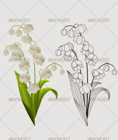 lily of the valley flowers on white background - flowers & plants nature