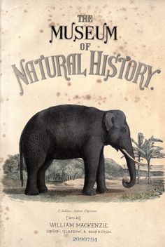 the museum of natural history book cover with an elephant and palm trees in the background