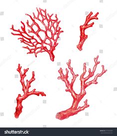 red corals on white background