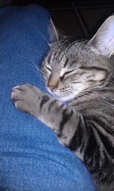 a gray and black cat sleeping on top of a blue couch