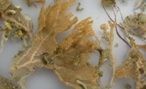 some very pretty dried plants on a white table top with water droplets all over them