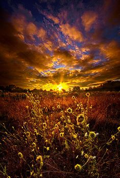 the sun is setting over a field with wildflowers in it and clouds above