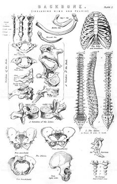 an old medical diagram showing the human skeleton and bones royalty illustration, clipping on white paper