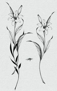 an artistic drawing of flowers on a white background