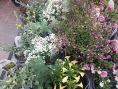 many different types of flowers in pots on the ground