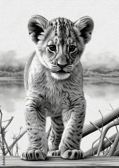 a pencil drawing of a baby cheetah walking on a log by the water