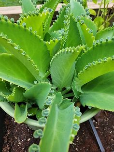 a close up of a plant with green leaves in the dirt near grass and plants