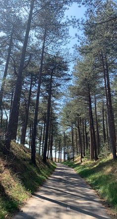 an empty road surrounded by tall pine trees