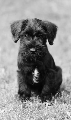 a small black dog sitting in the grass