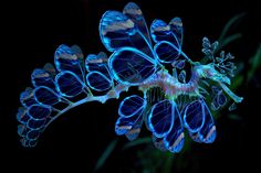 a close up of a flower with blue lights on it's petals and leaves