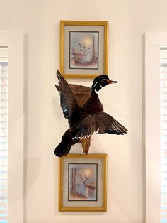 a duck mounted to the side of a wall next to two framed pictures on a wall