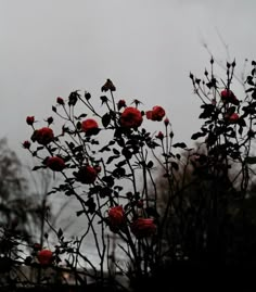 some red roses are growing in the dark with trees and buildings behind them on a gloomy day