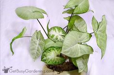 a potted plant with green leaves in it