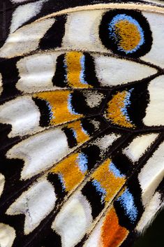 the wing of a butterfly with multicolored feathers