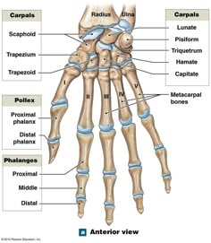 the bones of the hand and wrist are labeled in blue, with labels on each side