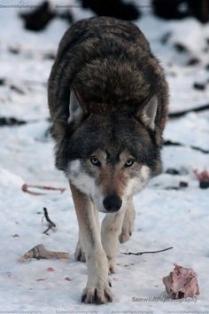 a wolf is walking through the snow