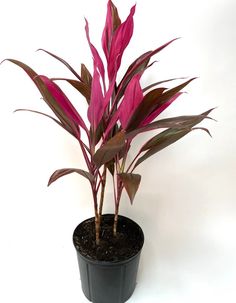 a potted plant with red leaves on it