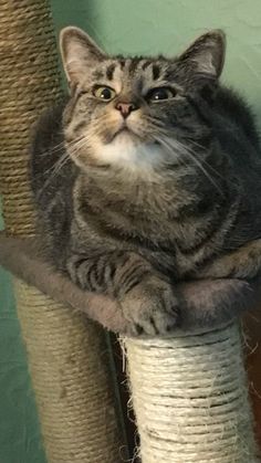 a cat is sitting on top of a scratching post and looking up at the camera