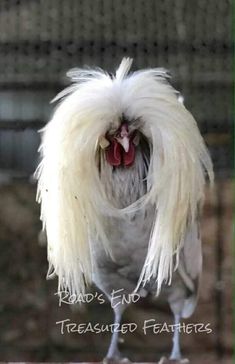 a white rooster with long hair standing in front of a fence