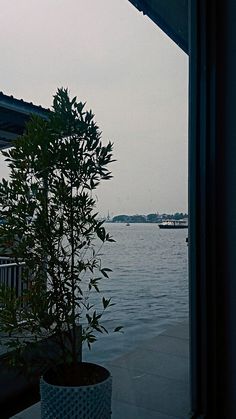 a potted plant sitting on top of a wooden table next to a body of water