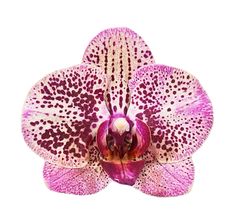 an orchid flower with purple spots on it's petals