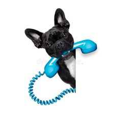 french bulldog holding a telephone receiver in its mouth and peeking out from behind the wall