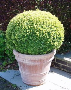 a large potted plant sitting on top of a sidewalk