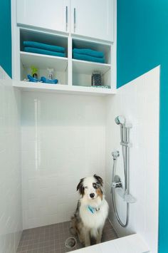 the dog is sitting in the shower with his head down and looking at the camera