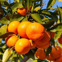 an orange tree filled with lots of ripe oranges