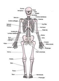 the human skeleton and its major skeletal systems is shown in this diagram, it shows the bones