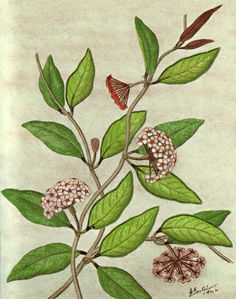 a drawing of a plant with flowers and butterflies on it's leaves, as well as a butterfly sitting on the flower