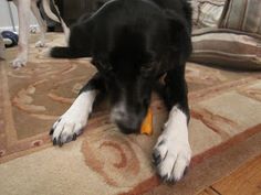 a black and white dog laying on the floor with a toy in it's mouth